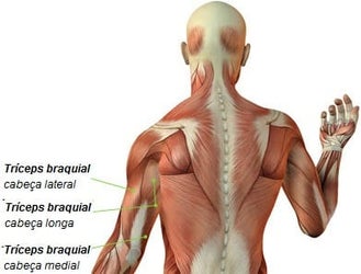 músculos auxiliares trabalhados no supino